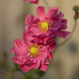 anemone hupehensis rosea